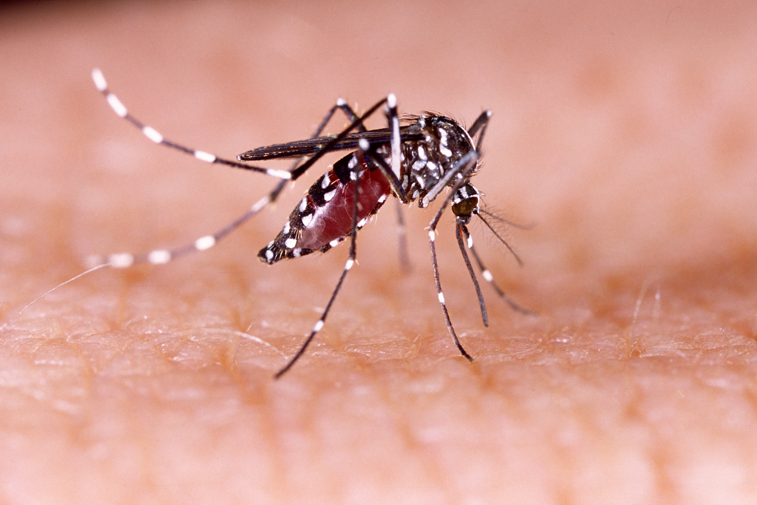 Maladies transmises par les moustiques