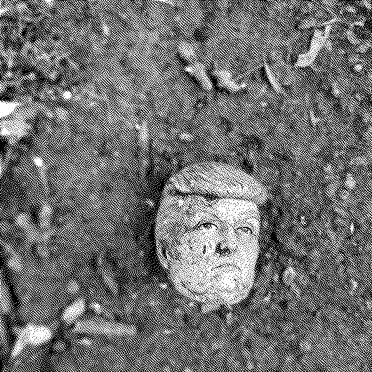 Trump et la dégradation de la démocratie aux États-Unis